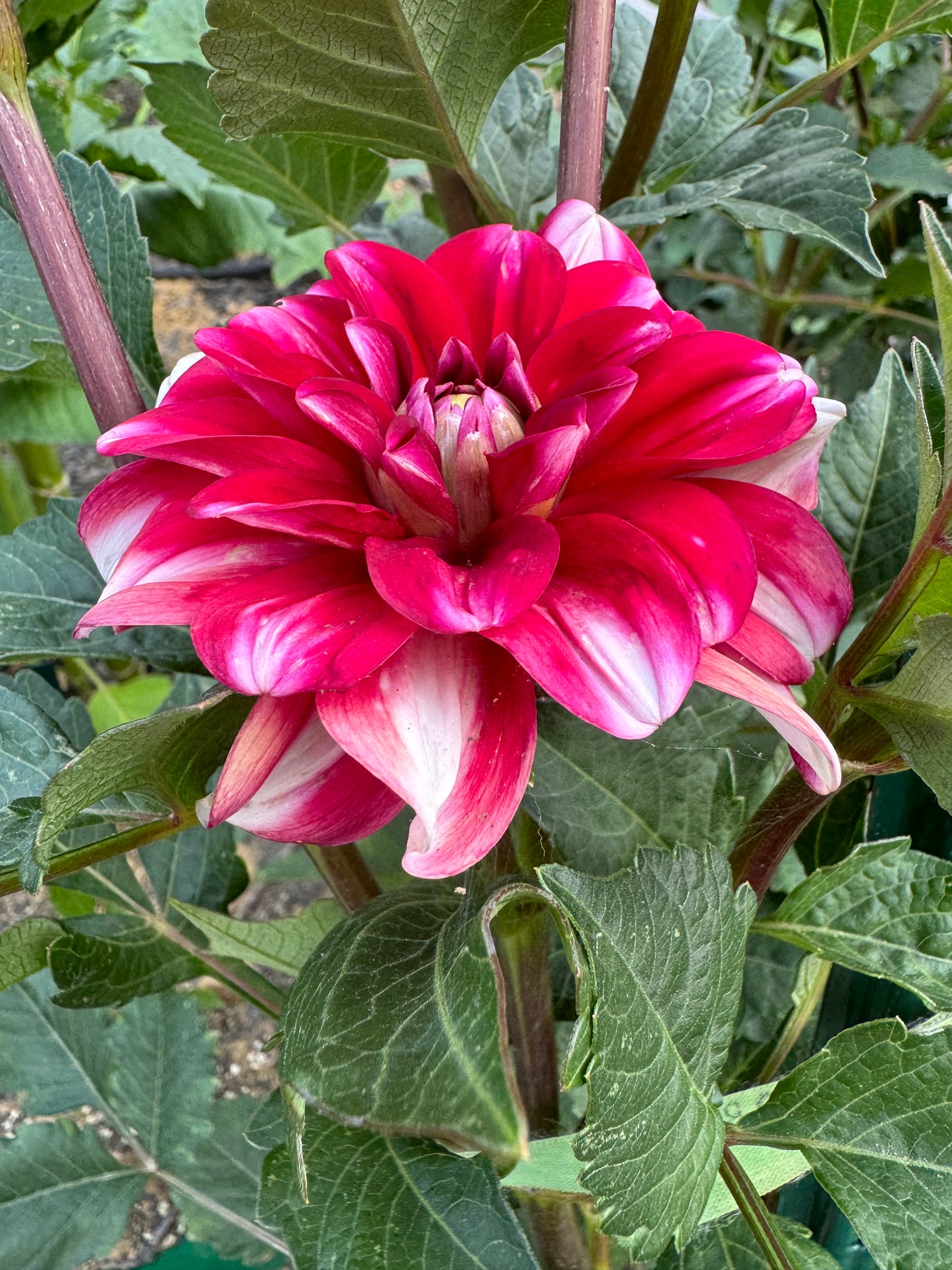 Jamaica Dahlia