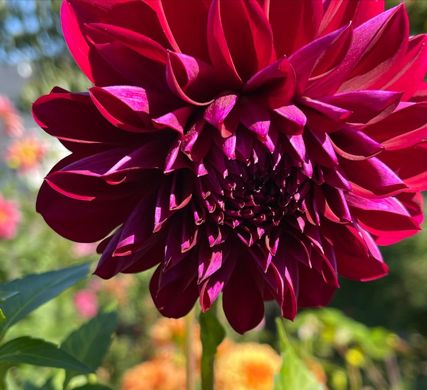 Purple World Dahlia