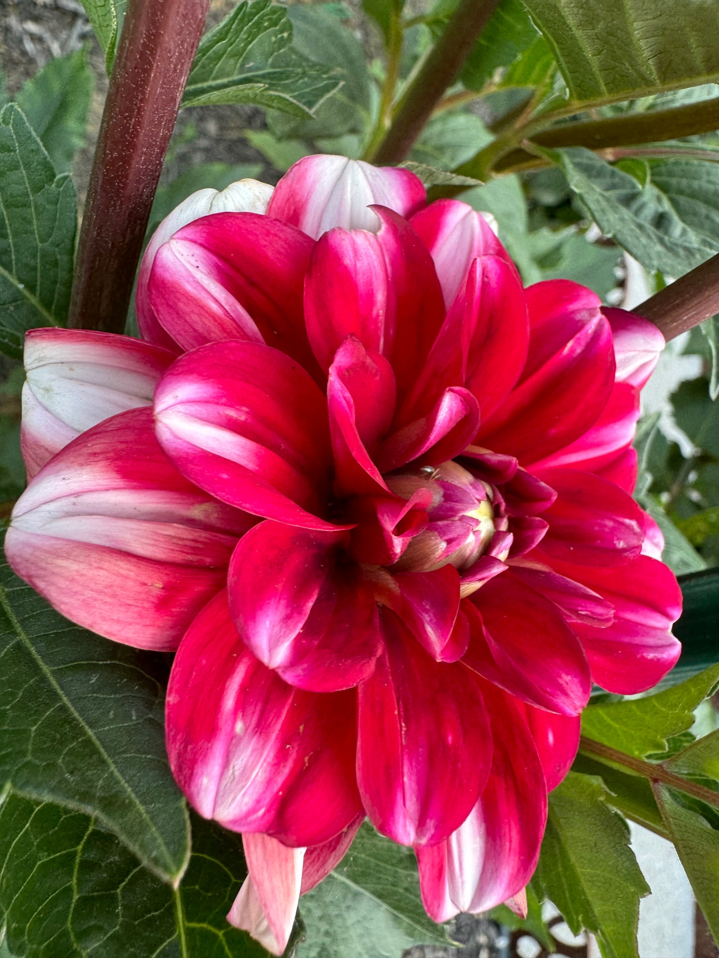 Jamaica Dahlia