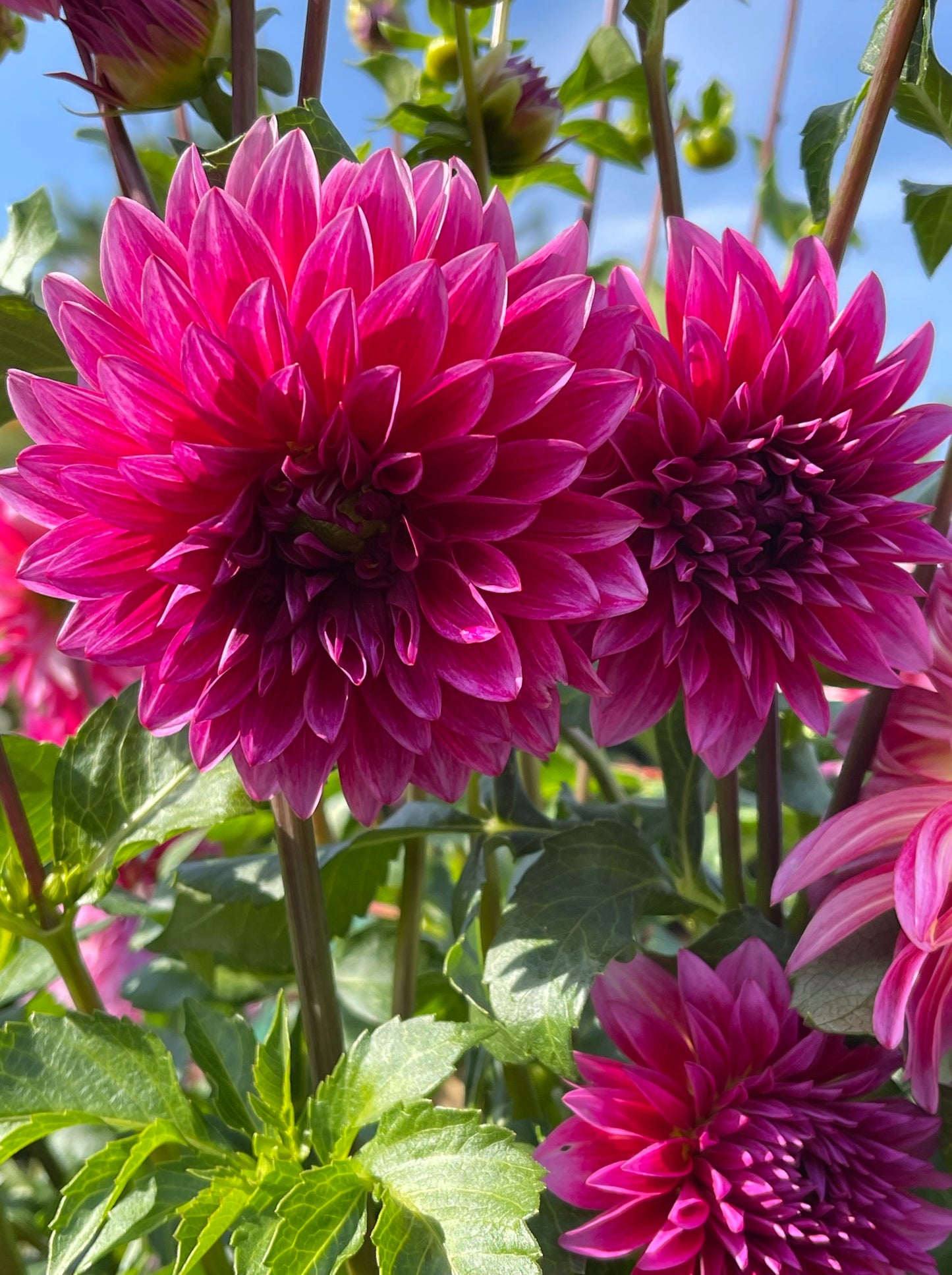 Raspberry Punch Dahlia