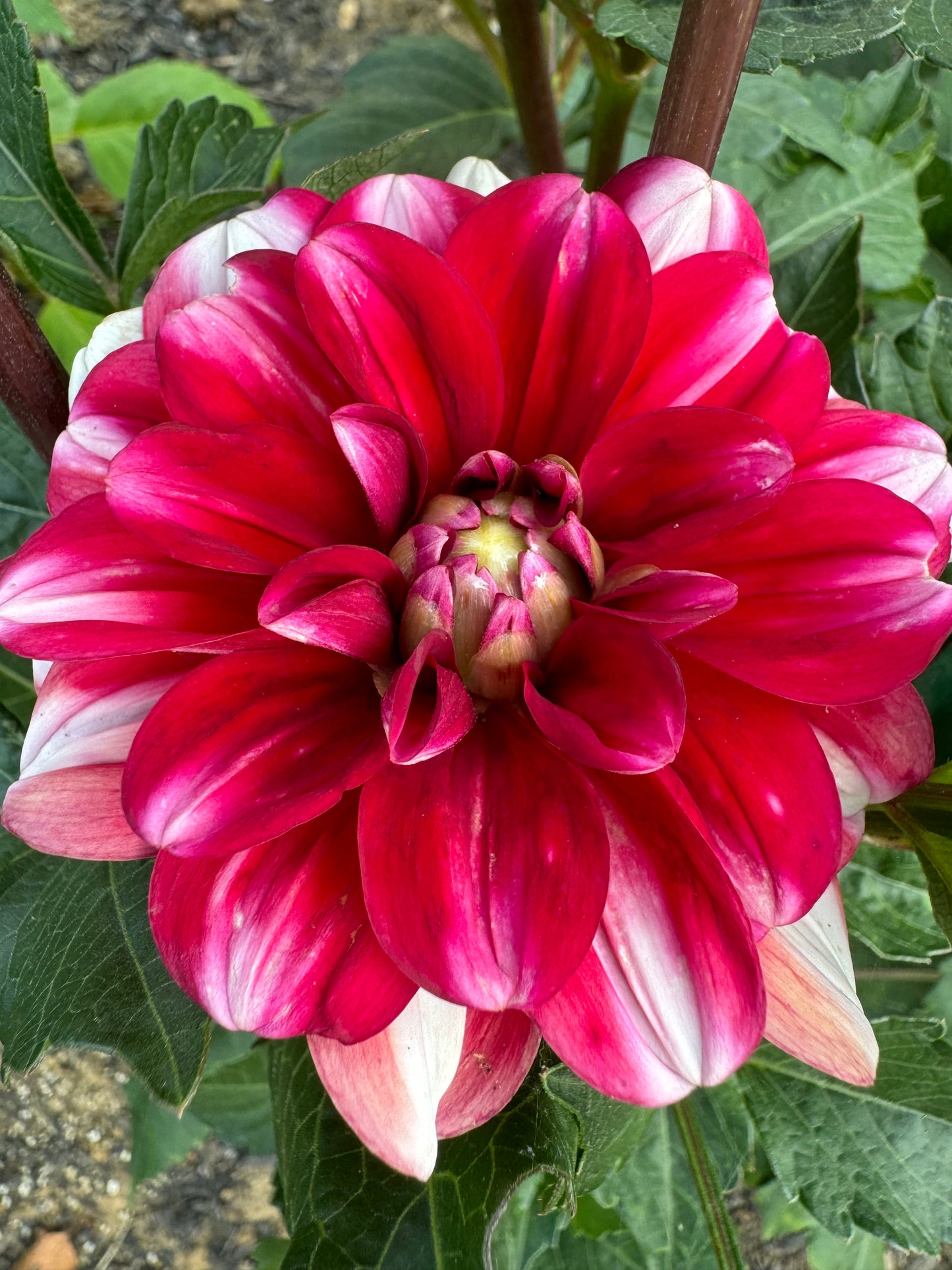 Jamaica Dahlia