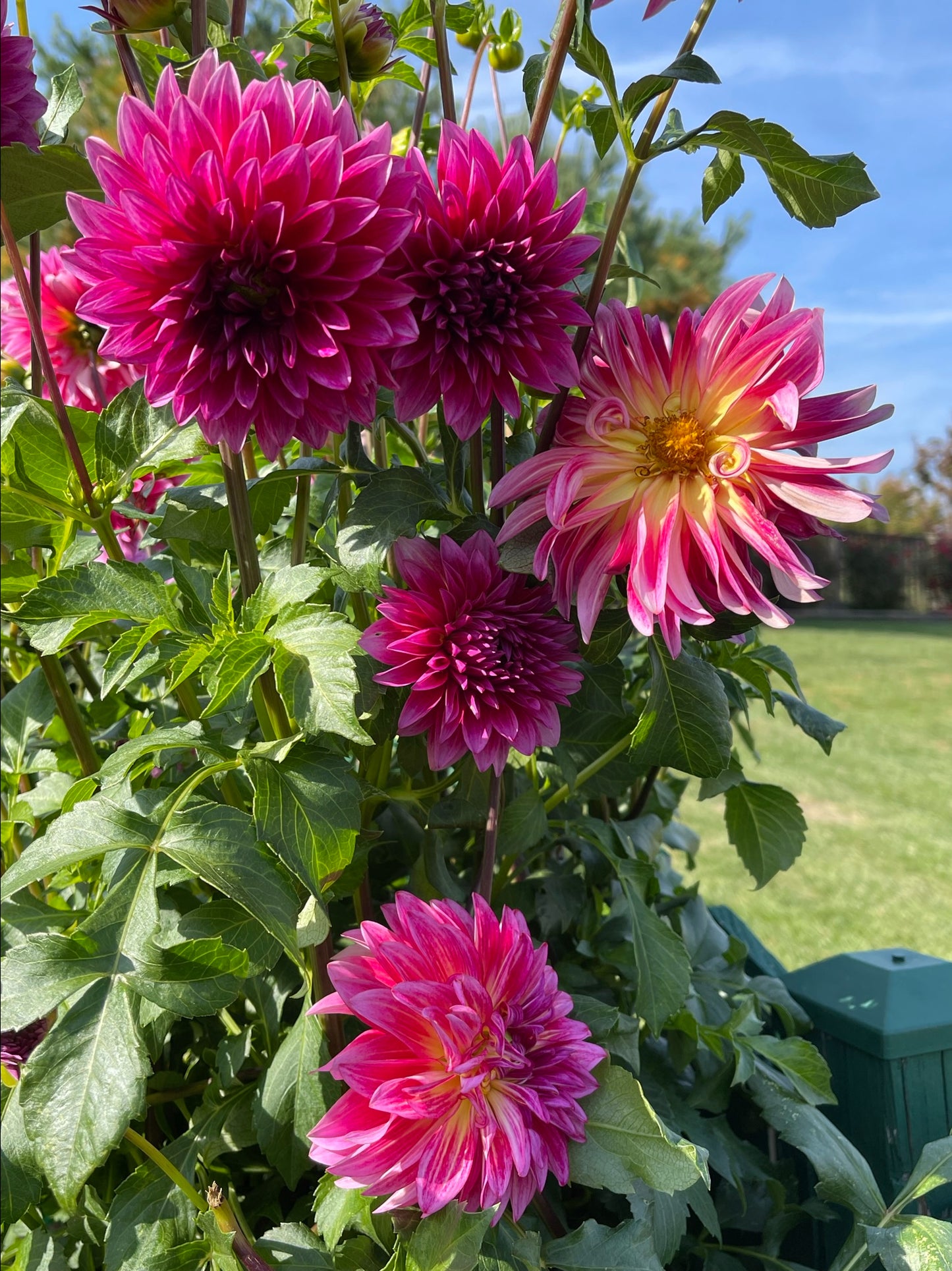 Raspberry Punch Dahlia