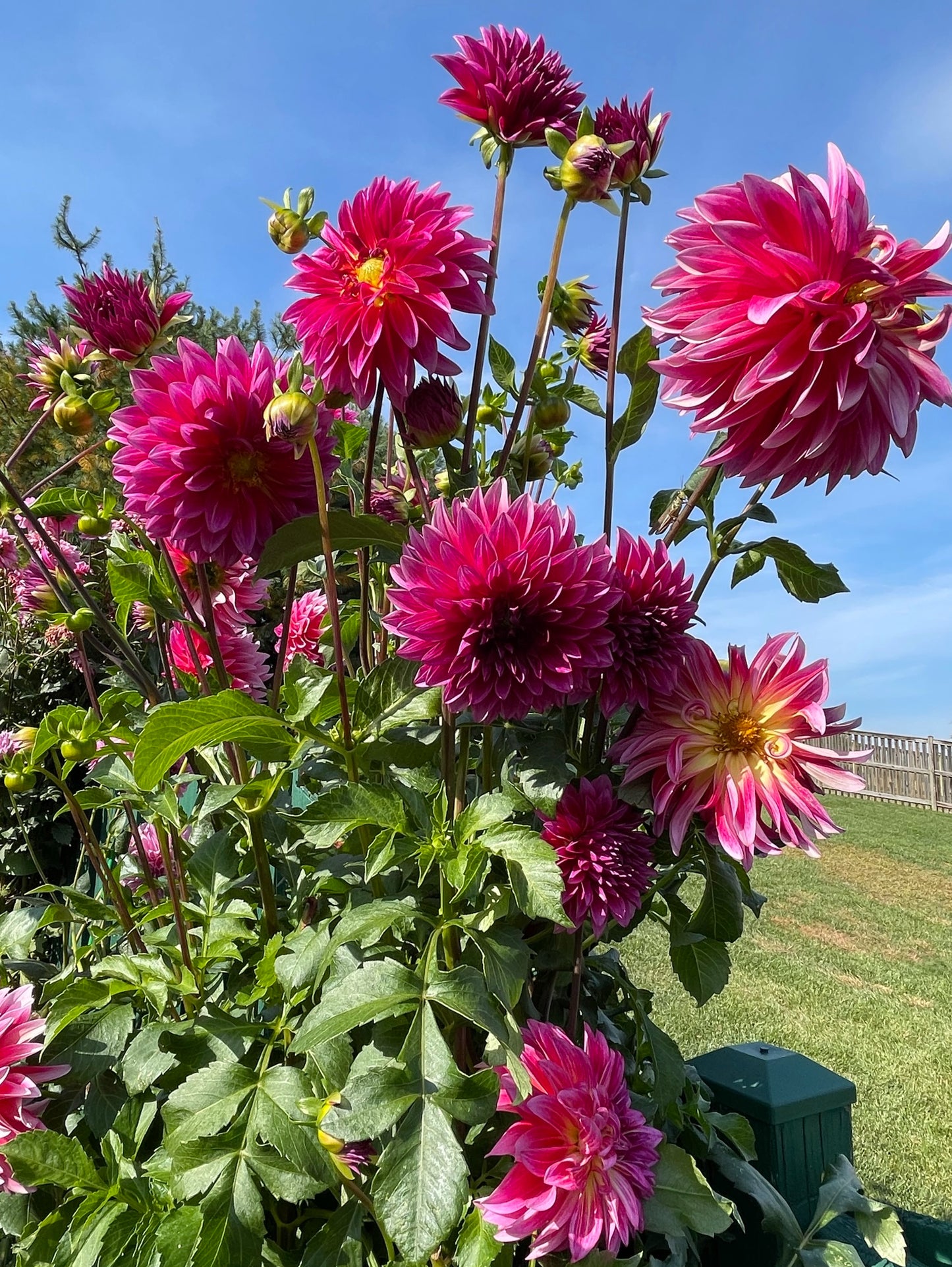 Raspberry Punch Dahlia