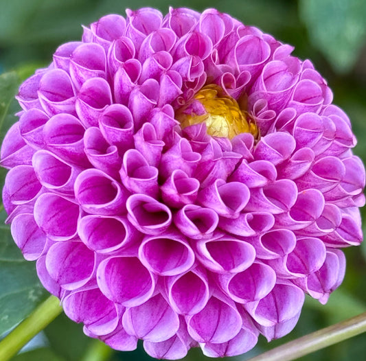 Willo Borealis Dahlia