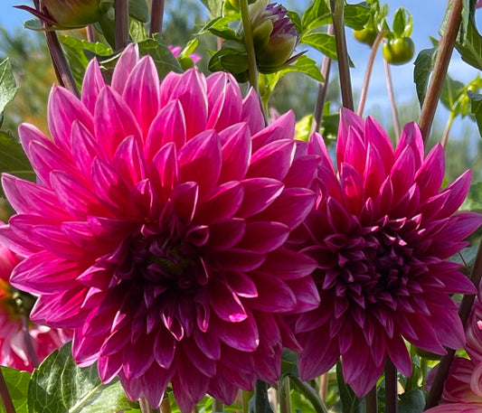 Raspberry Punch Dahlia