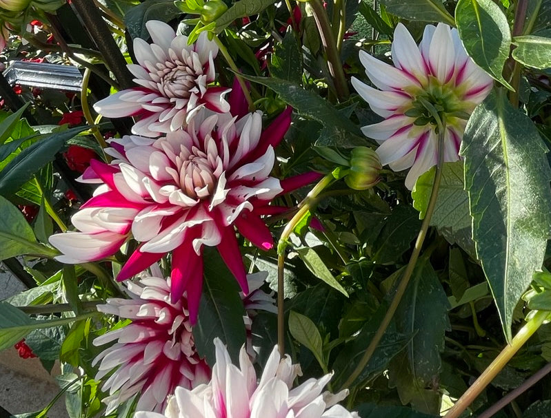 Rebeca's World Dahlia