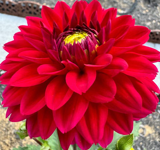 Red Fox Dahlia