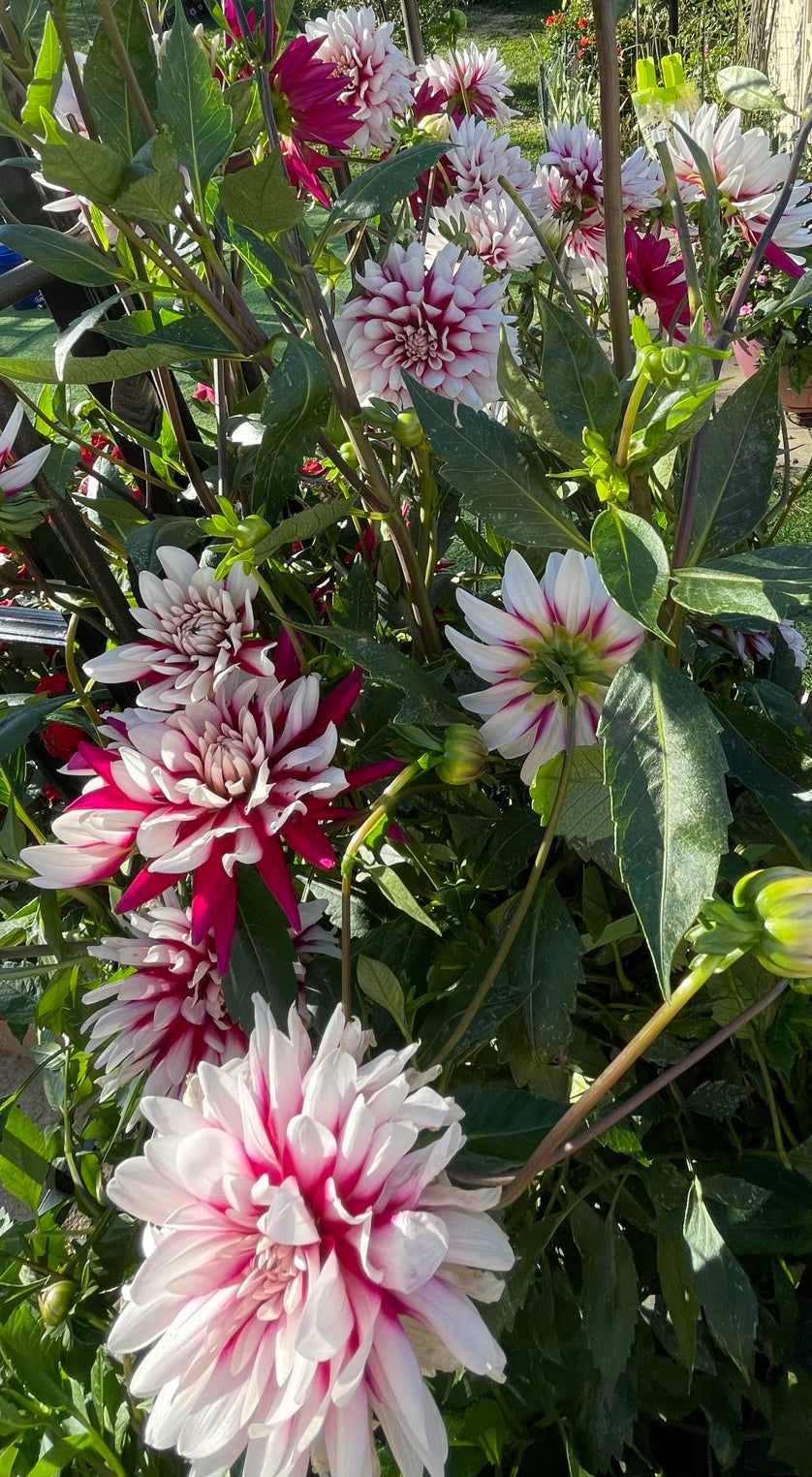 Rebeca's World Dahlia