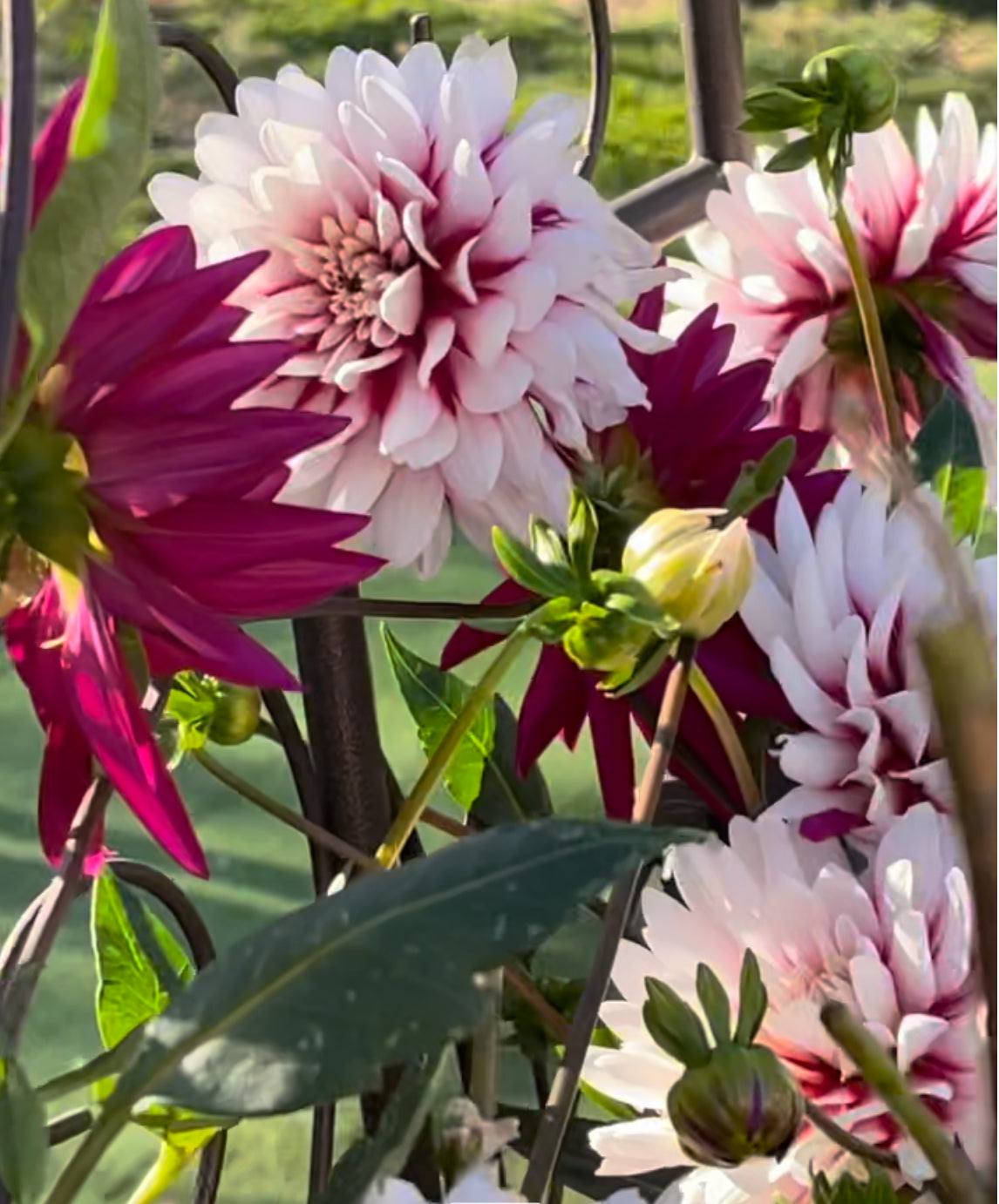 Rebeca's World Dahlia