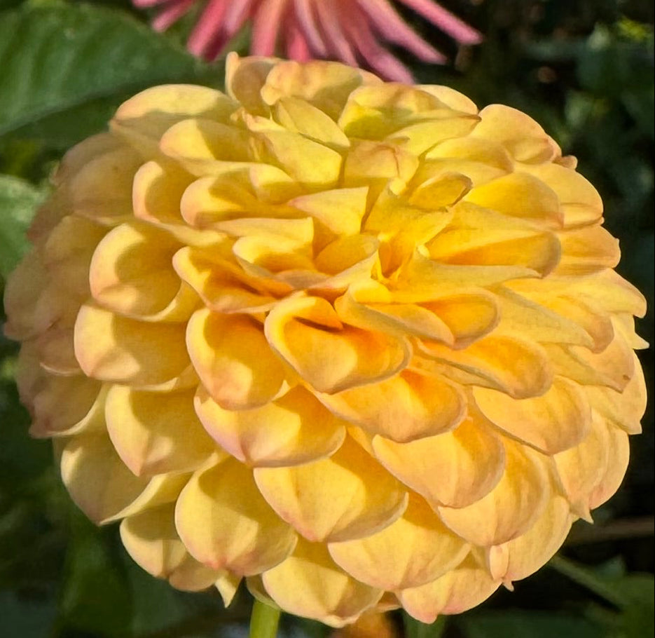 Irish Gnome Dahlia