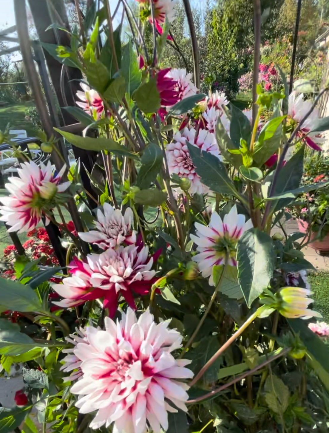 Rebeca's World Dahlia