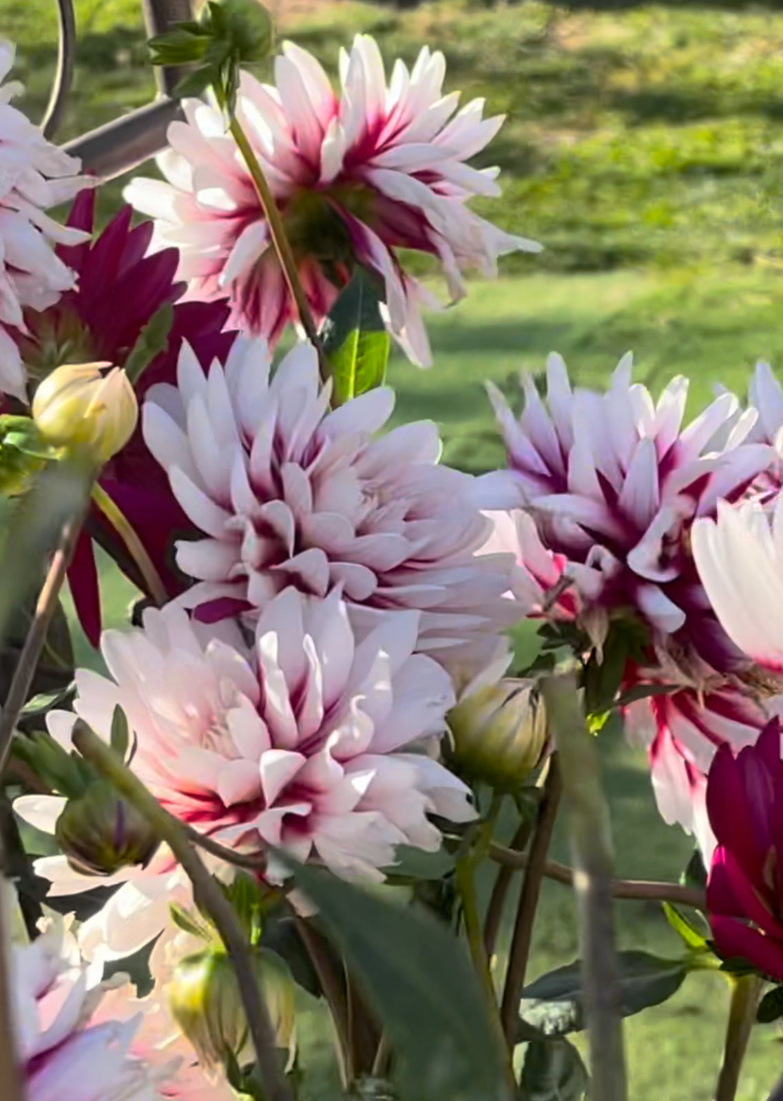 Rebeca's World Dahlia