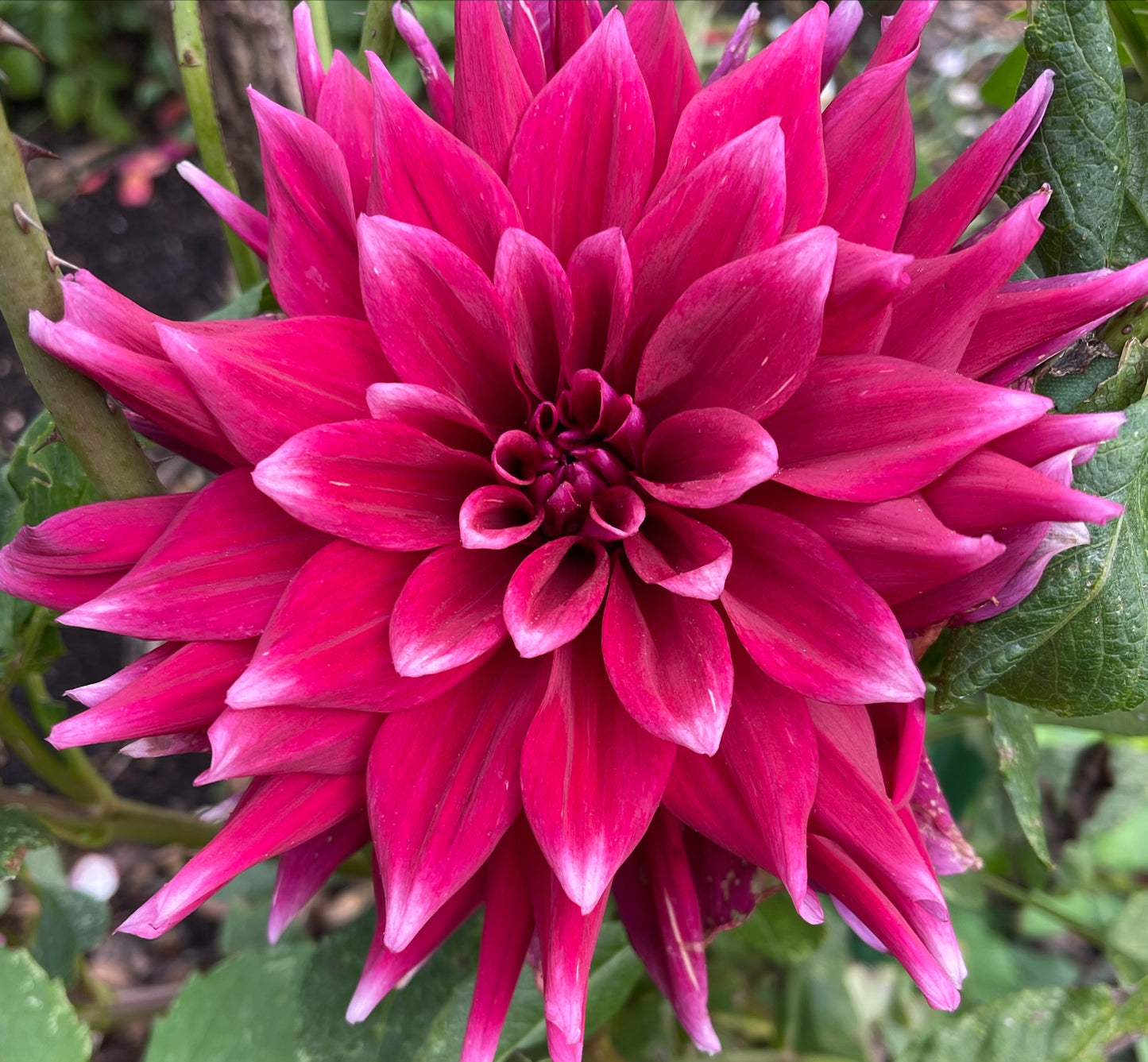 Red Empire Dahlia