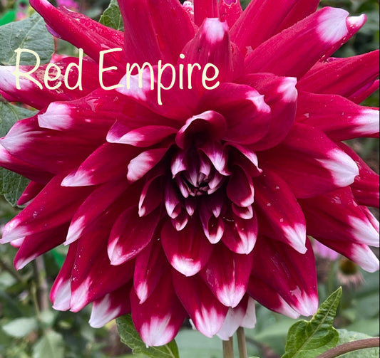 Red Empire Dahlia