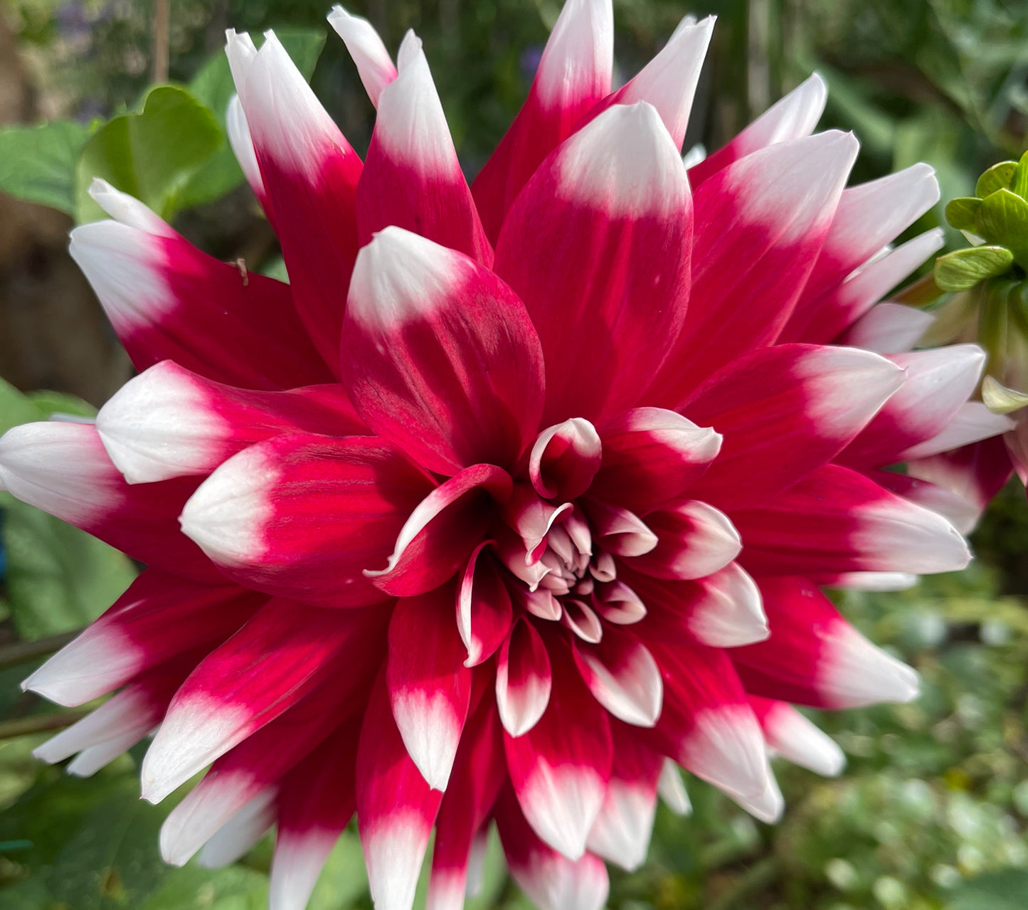 Red Empire Dahlia