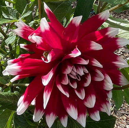 Red Empire Dahlia