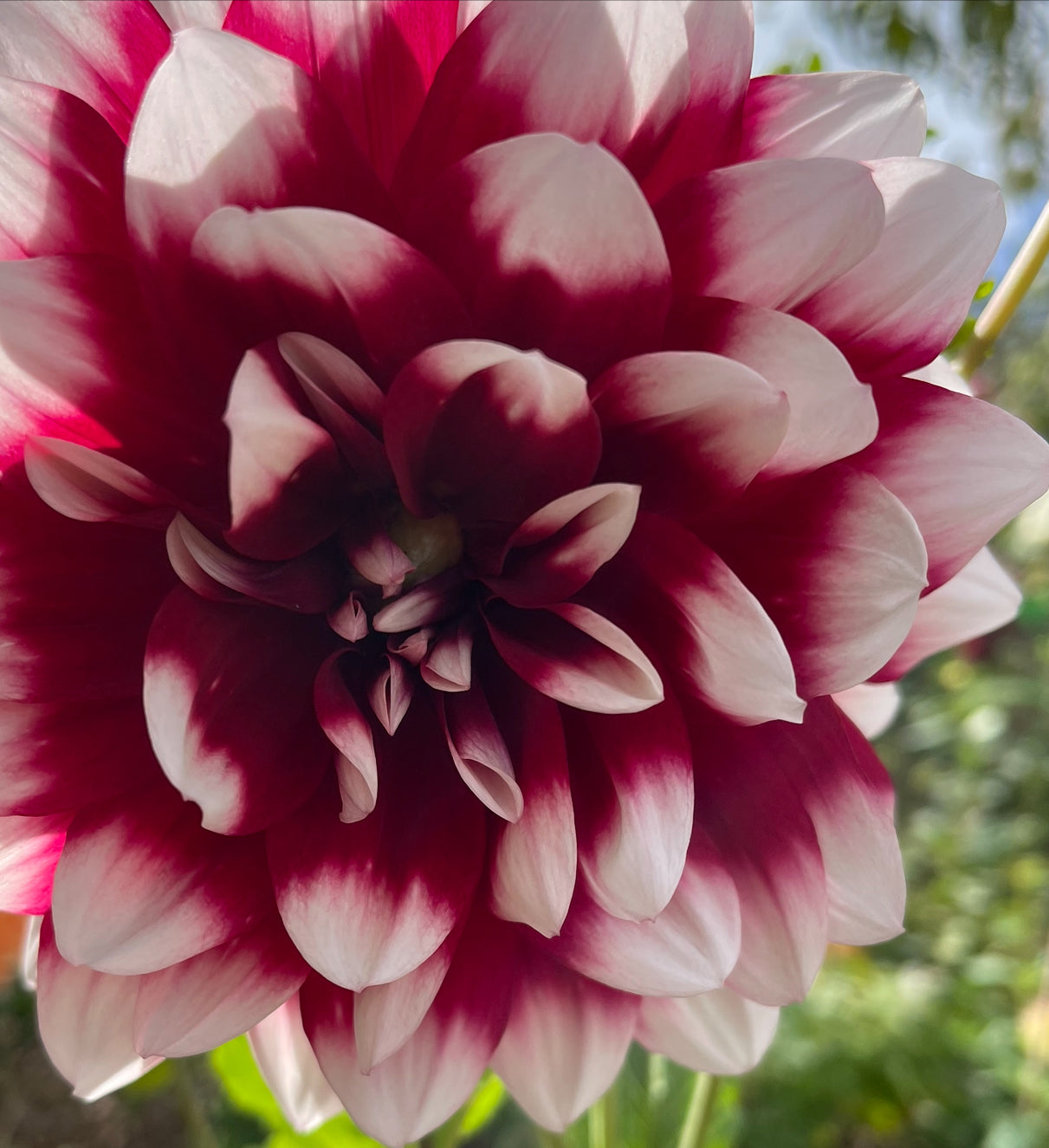 Red Empire Dahlia