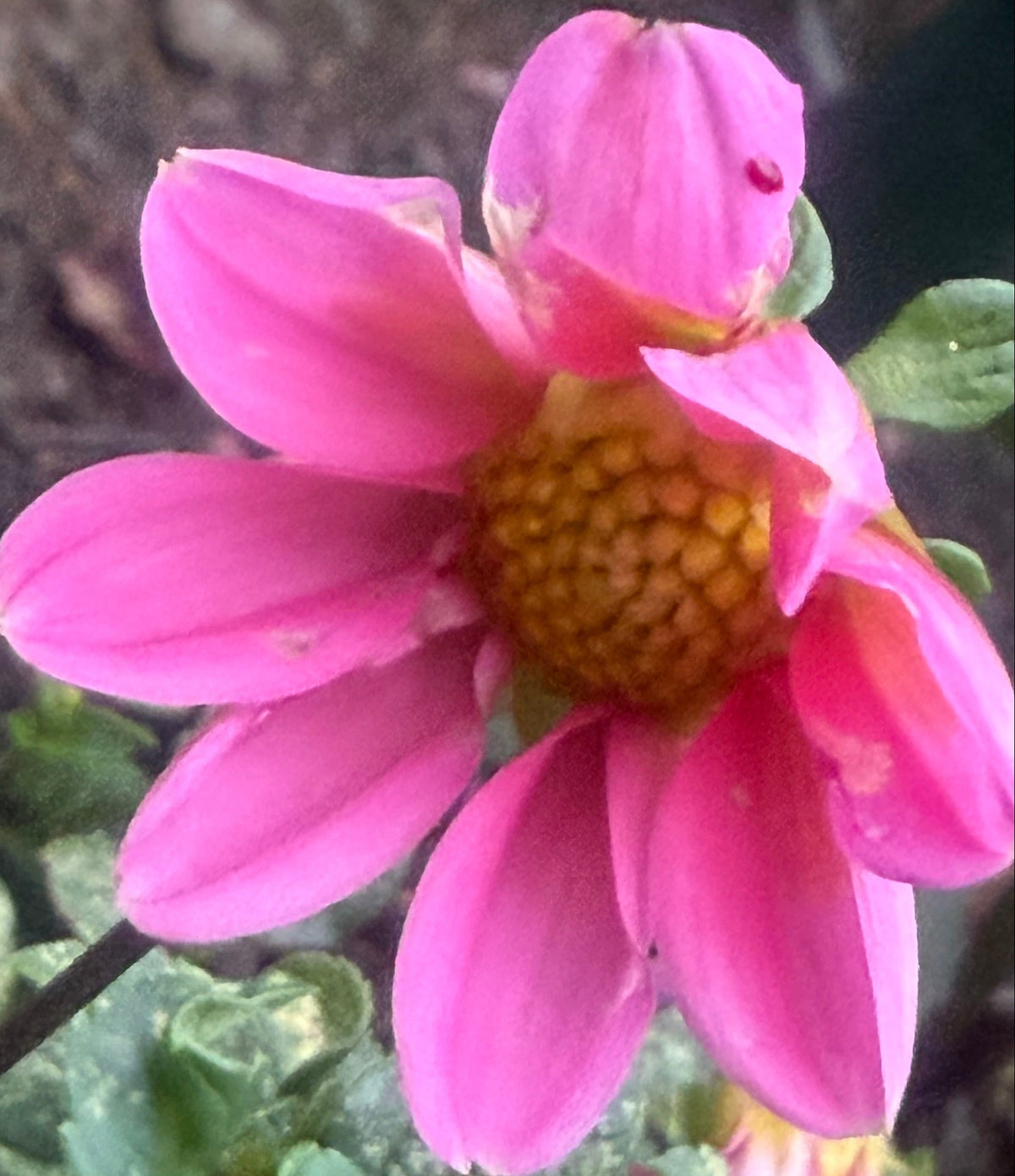 Pink Baby Dahlia