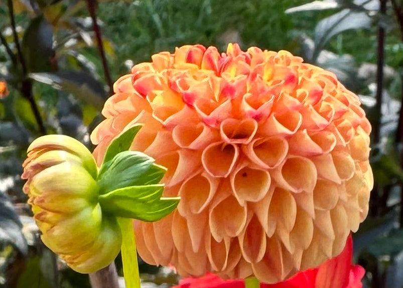 Ginger Willo Dahlia