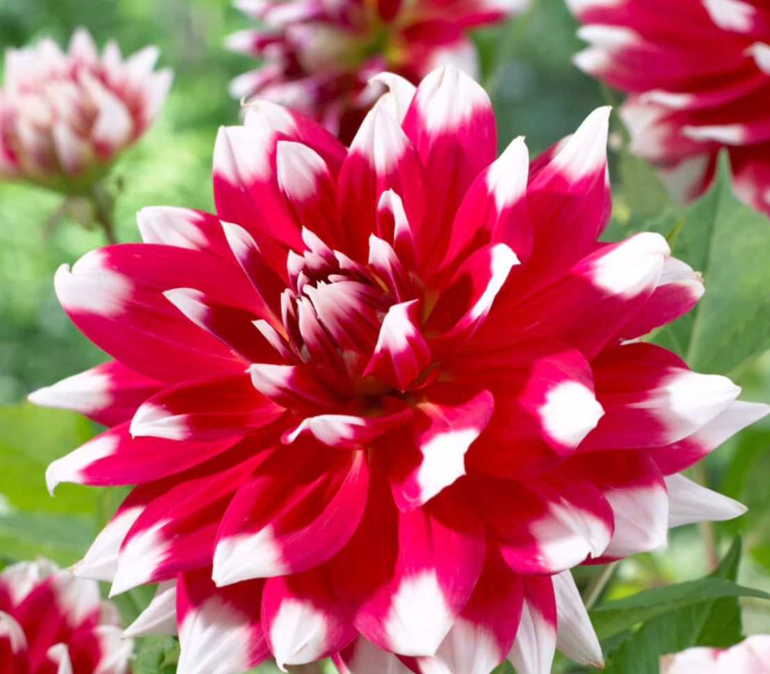 Red Empire Dahlia