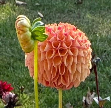 Ginger Willo Dahlia