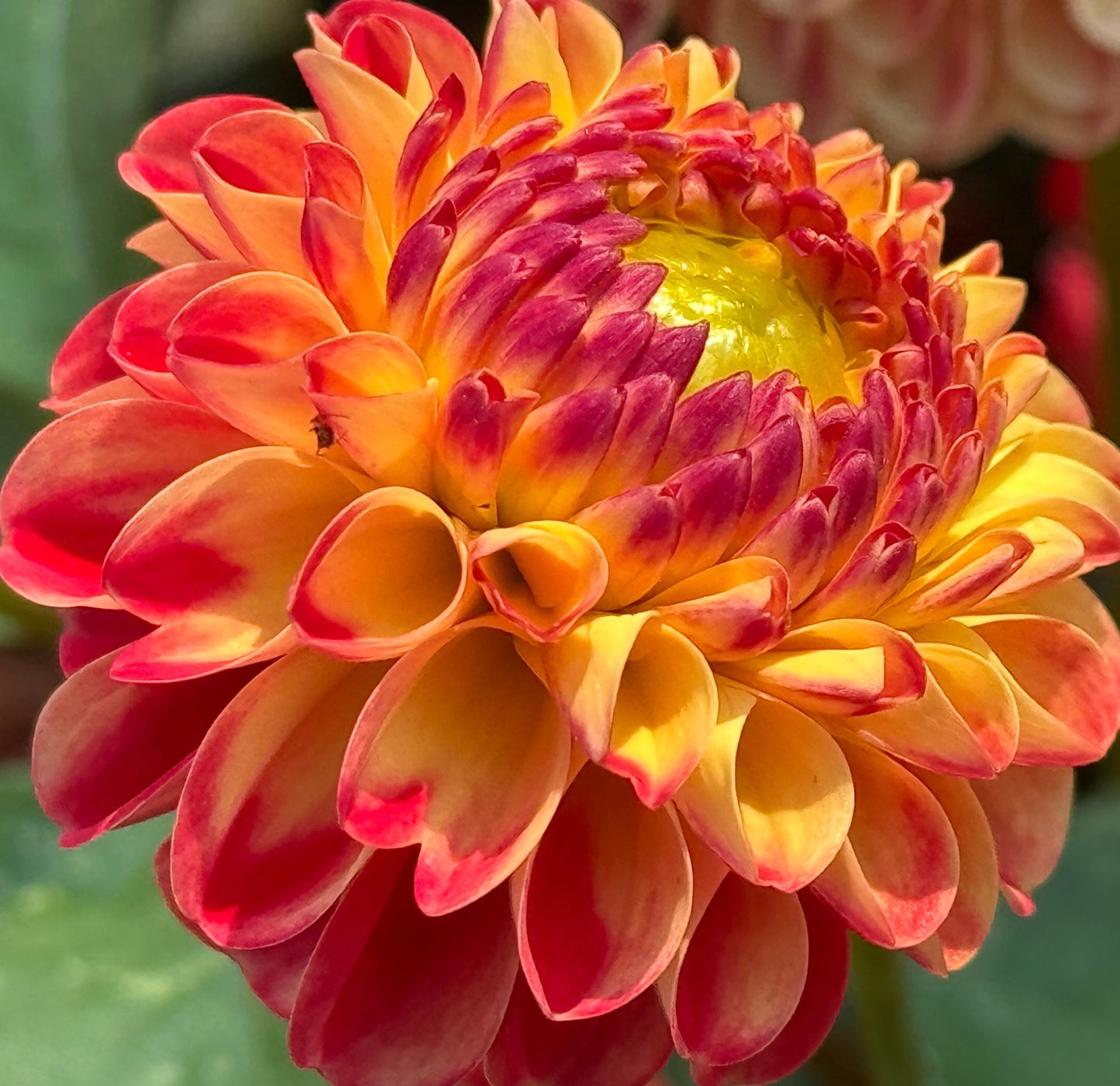 Ginger Willo Dahlia