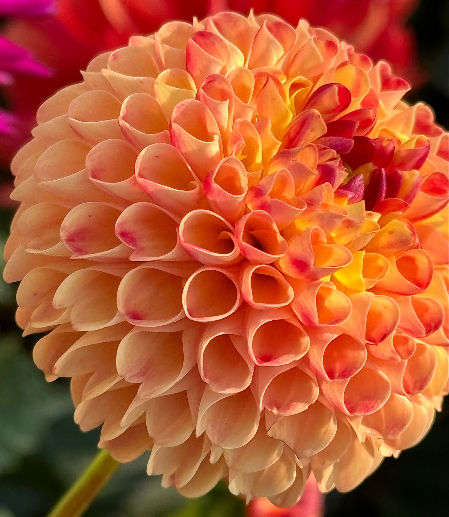 Ginger Willo Dahlia