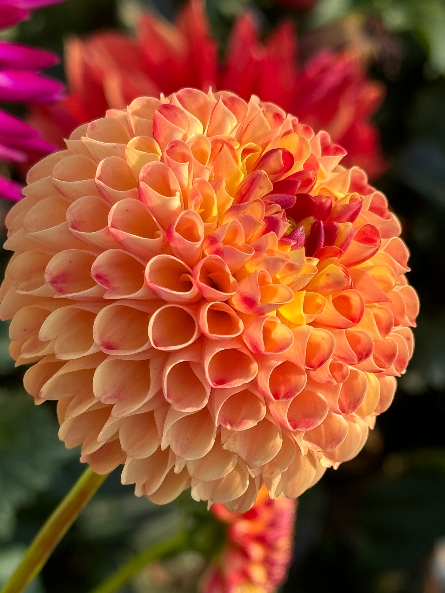 Ginger Willo Dahlia