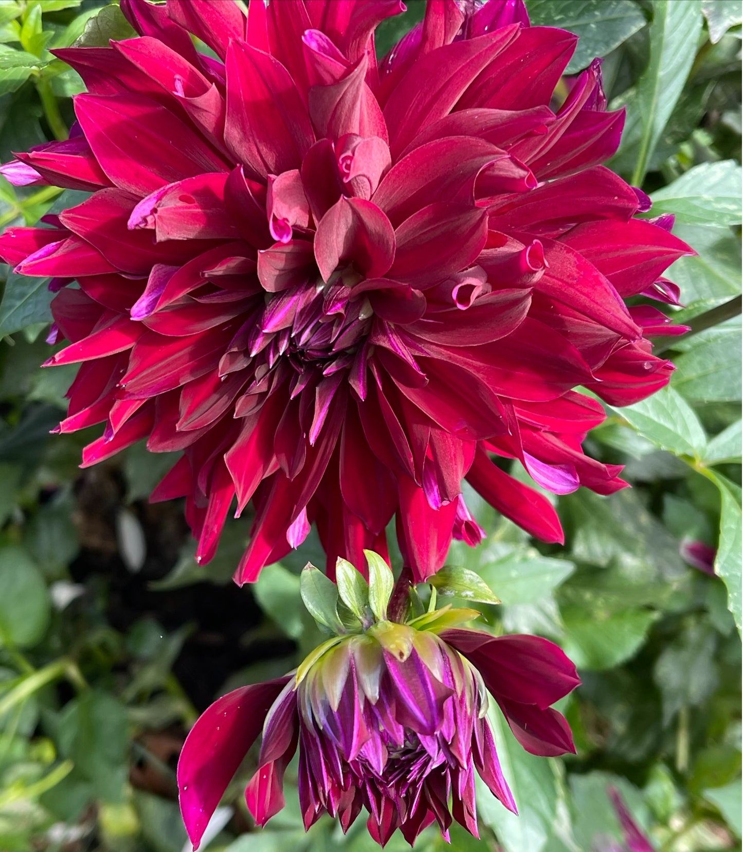 Rip City Dahlia