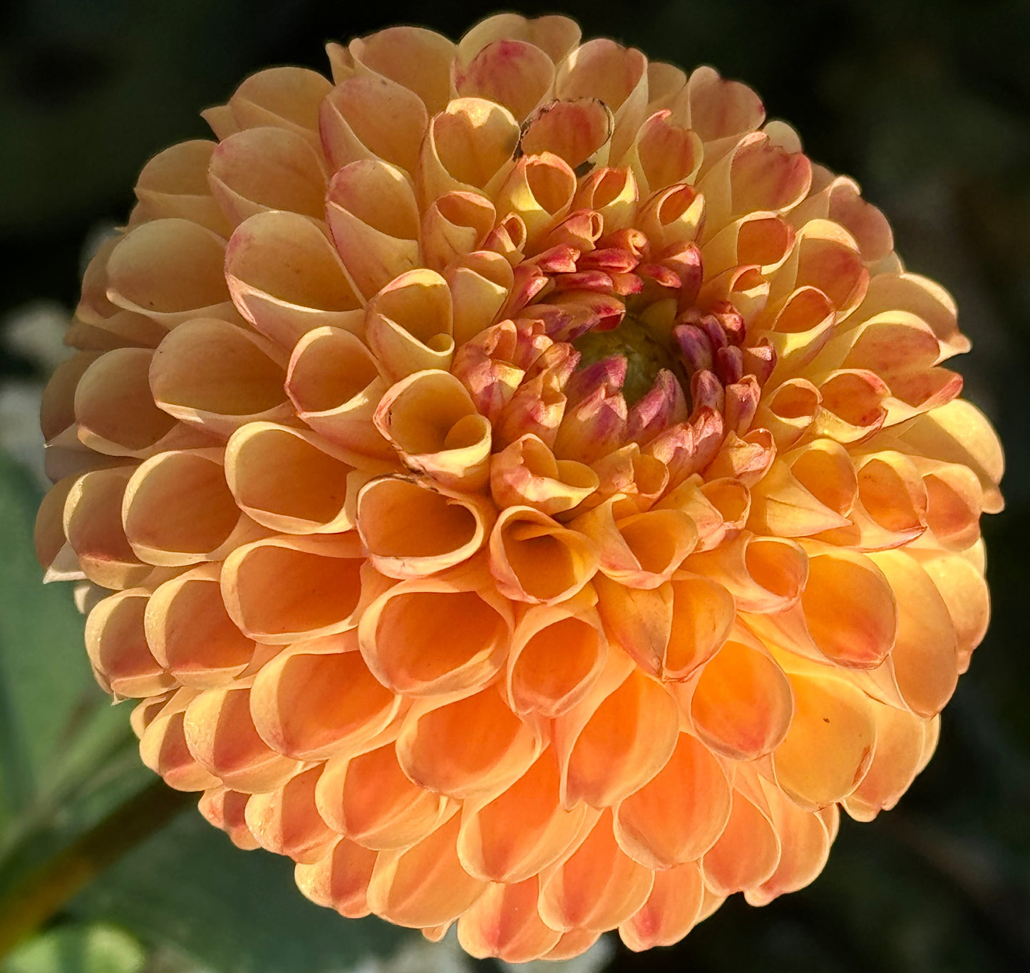 Ginger Willo Dahlia