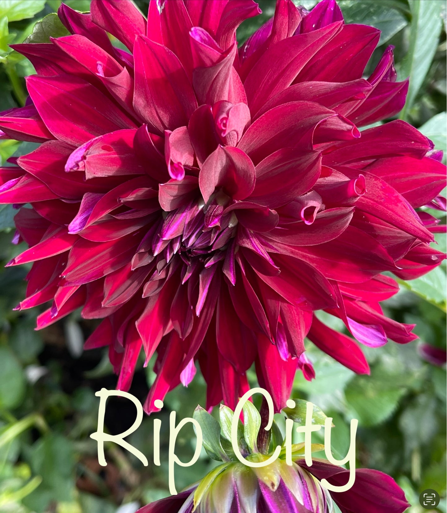 Rip City Dahlia