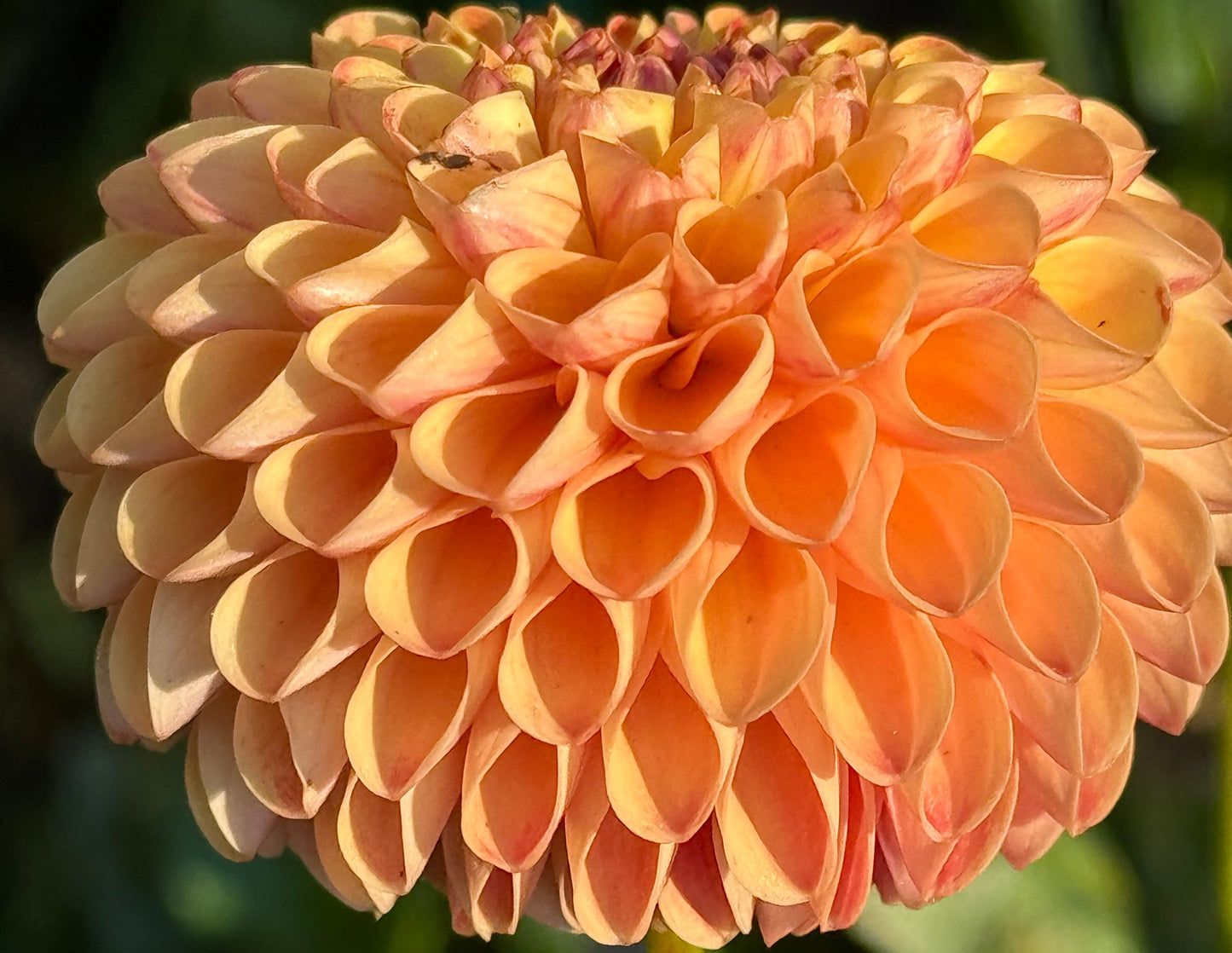 Ginger Willo Dahlia