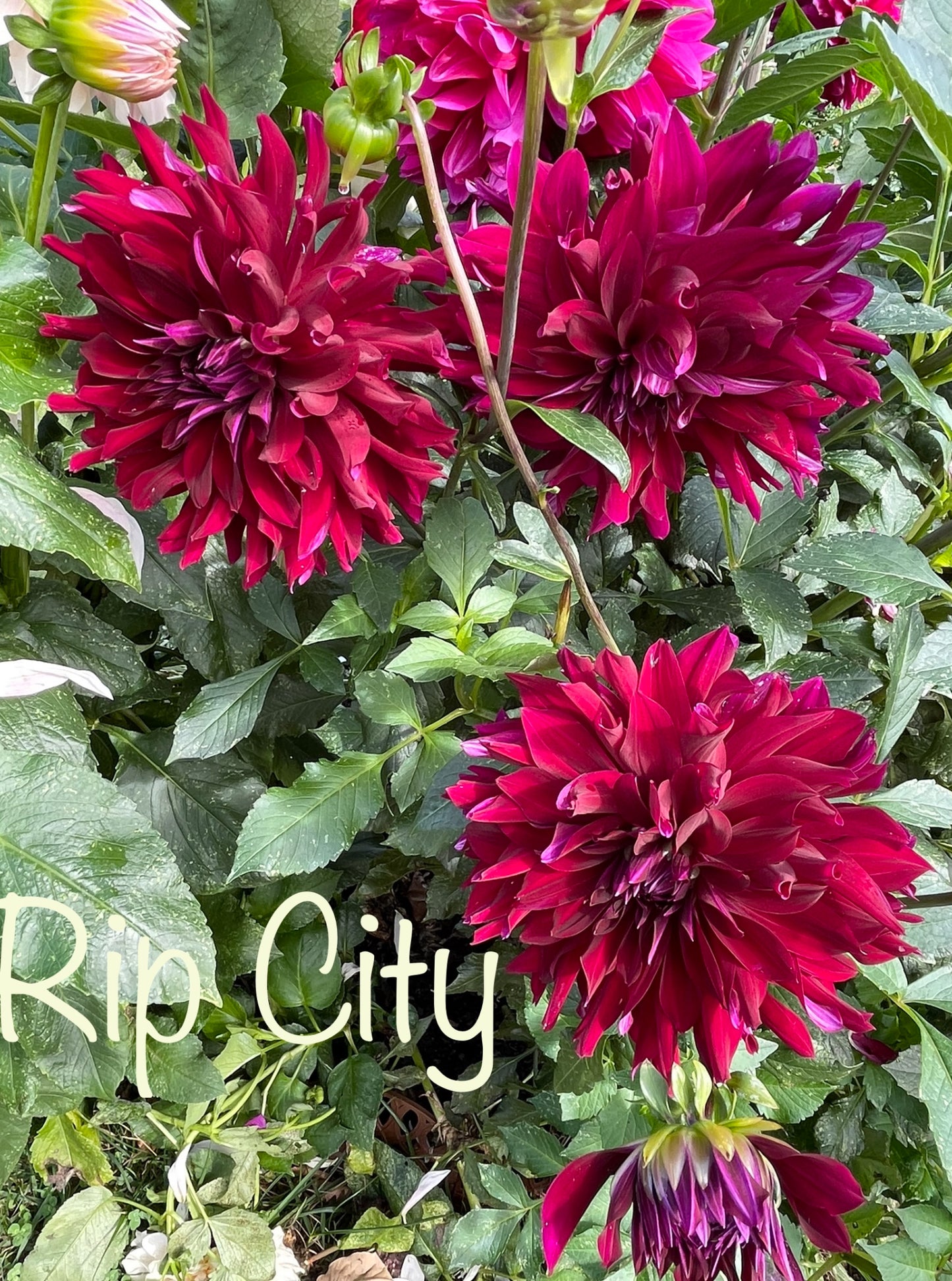 Rip City Dahlia