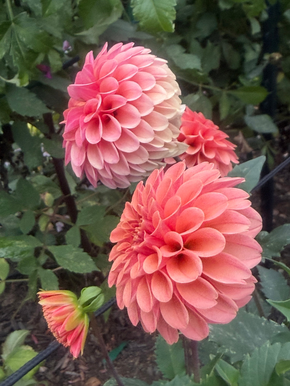 Renato Tossio Dahlia