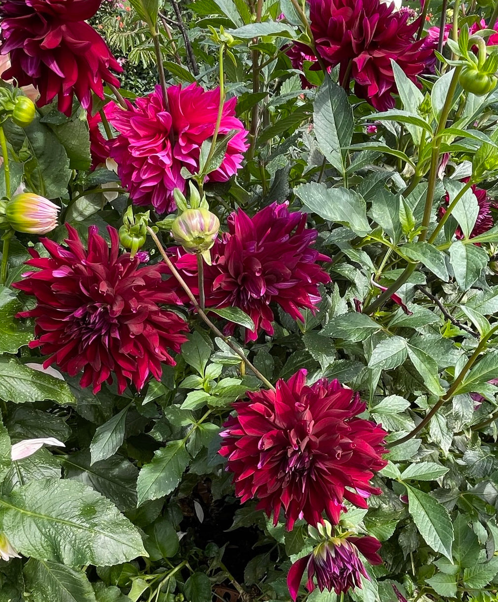 Rip City Dahlia