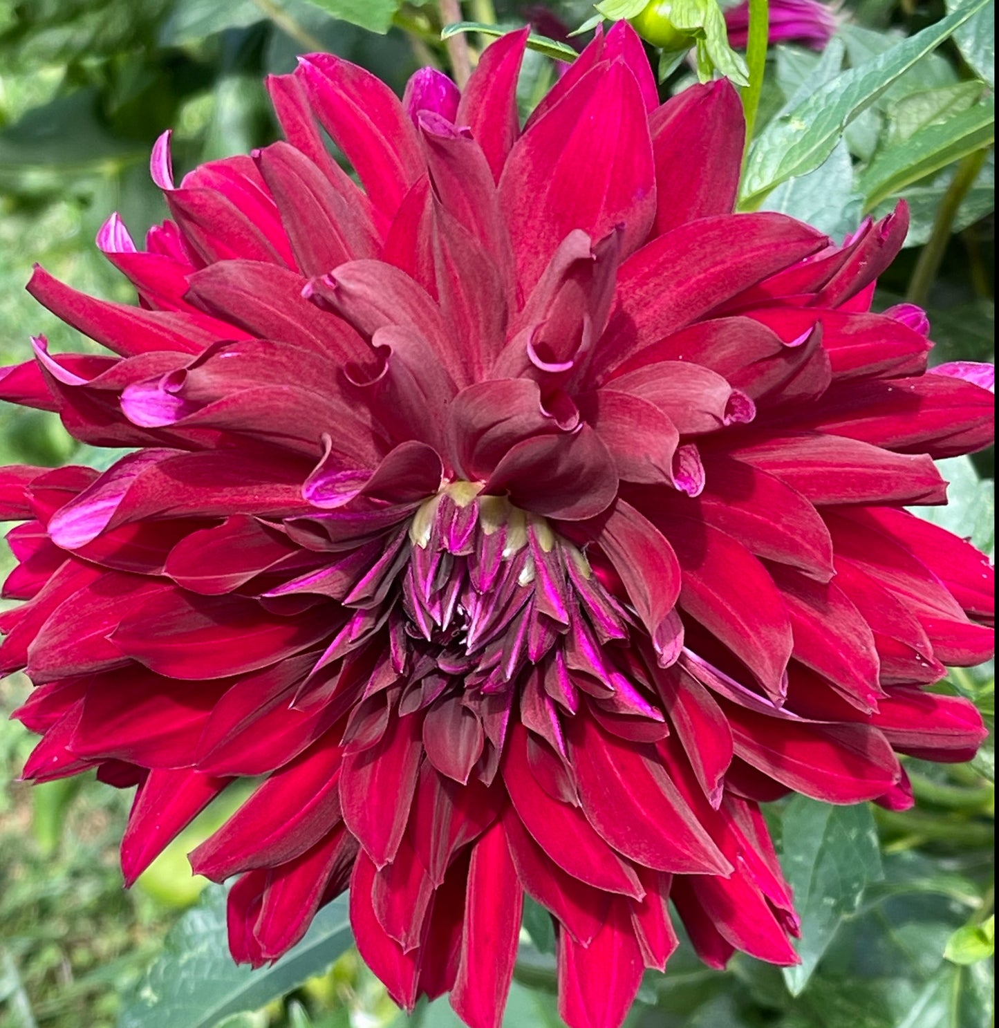 Rip City Dahlia