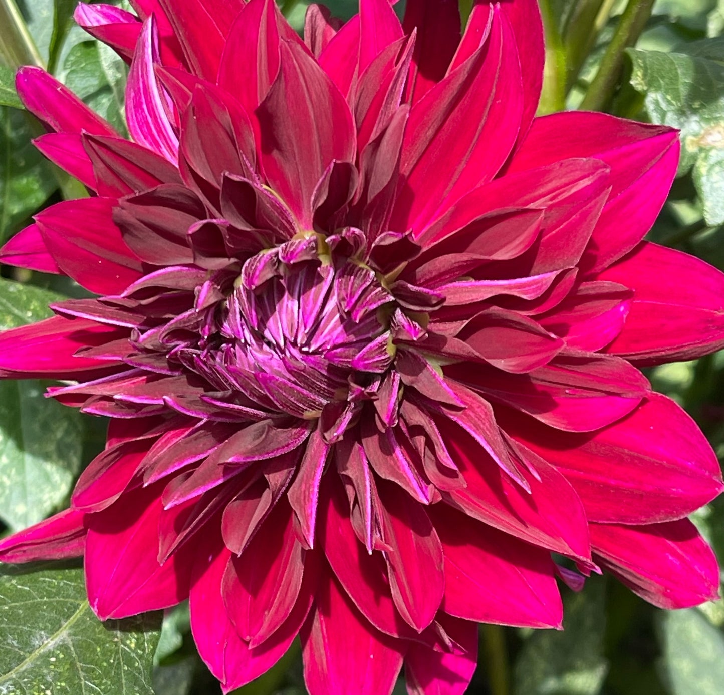 Rip City Dahlia