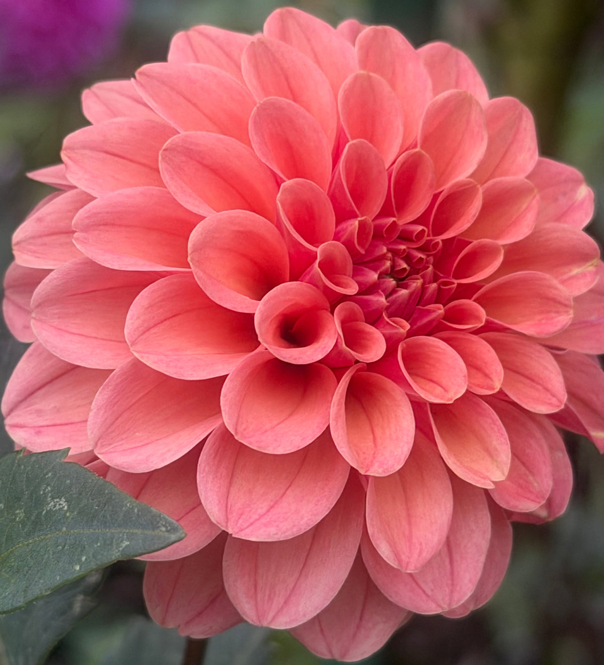 Renato Tossio Dahlia