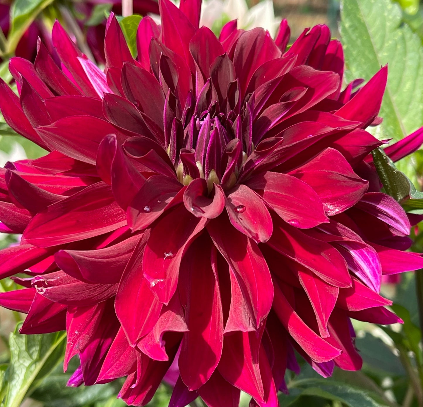 Rip City Dahlia