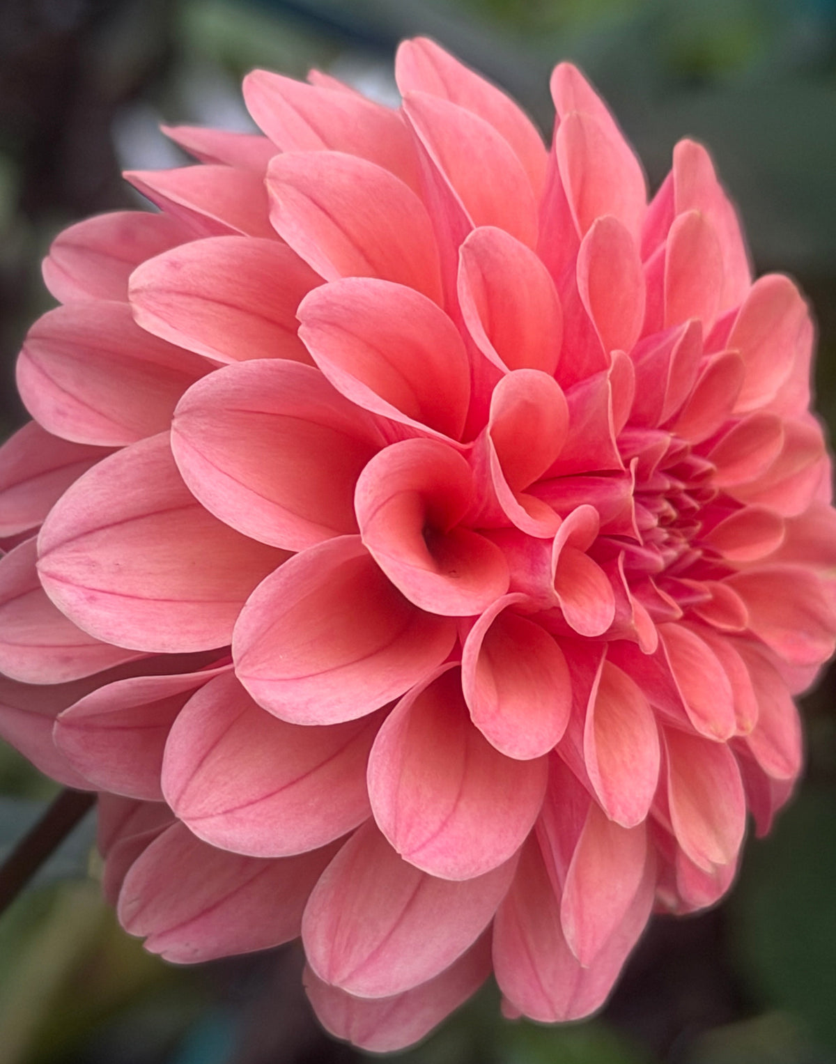 Renato Tossio Dahlia