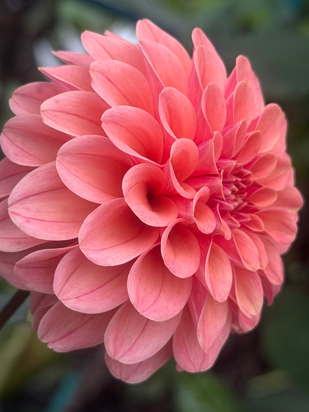 Renato Tossio Dahlia