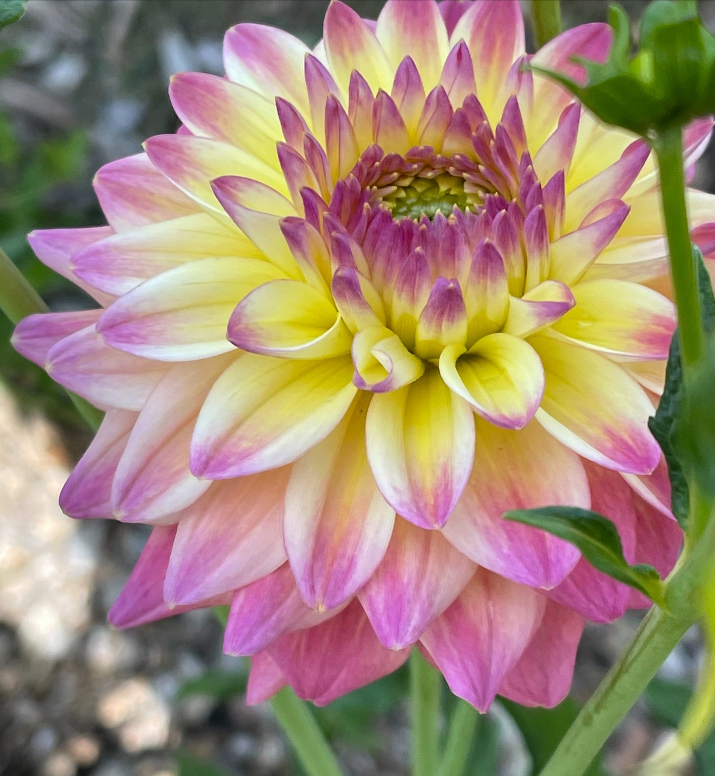 Romantique  Dahlia