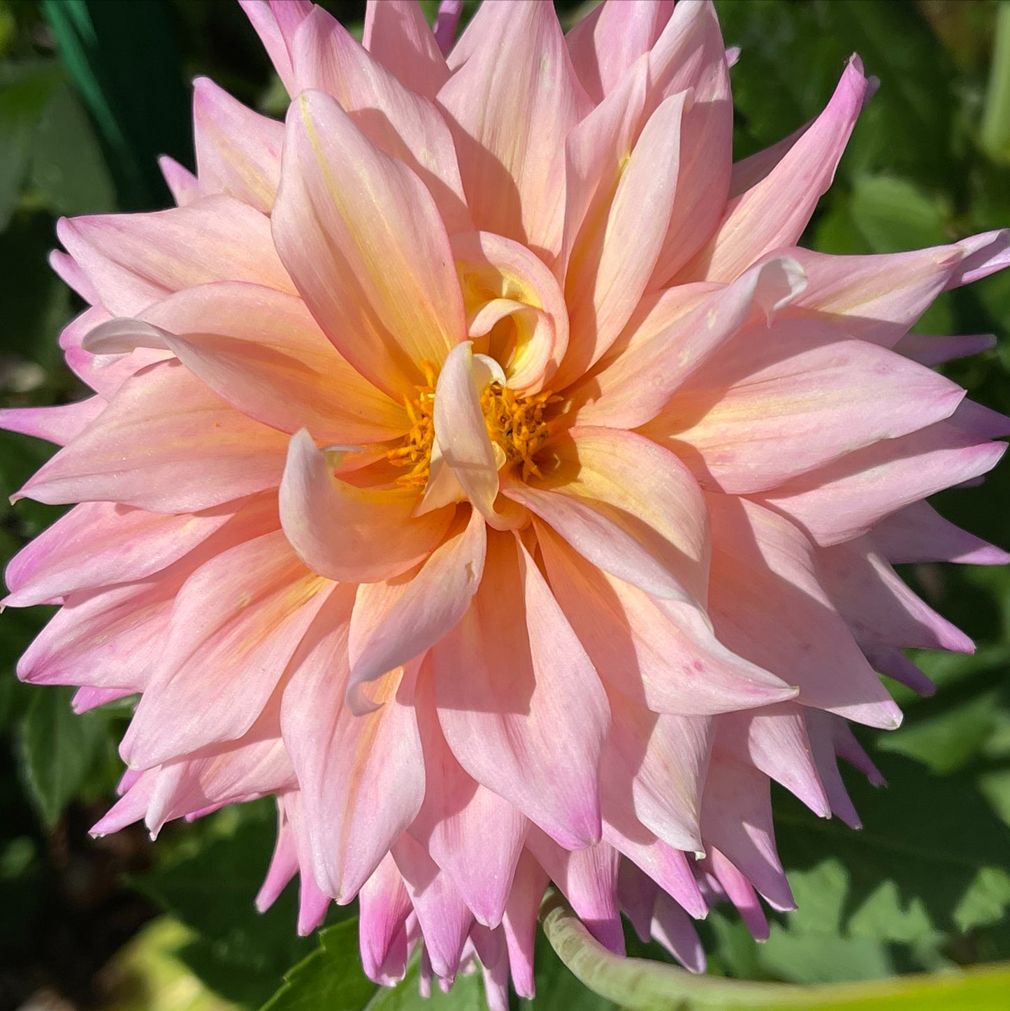 Romantique  Dahlia