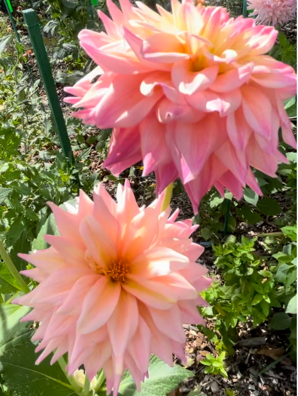 Romantique  Dahlia