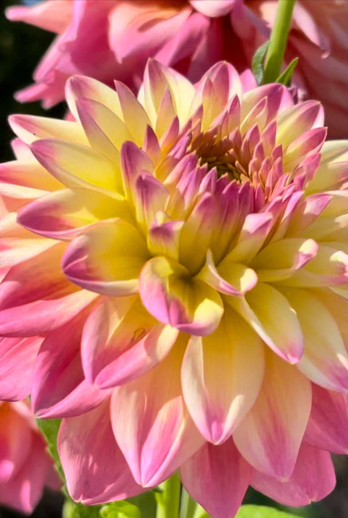 Romantique  Dahlia