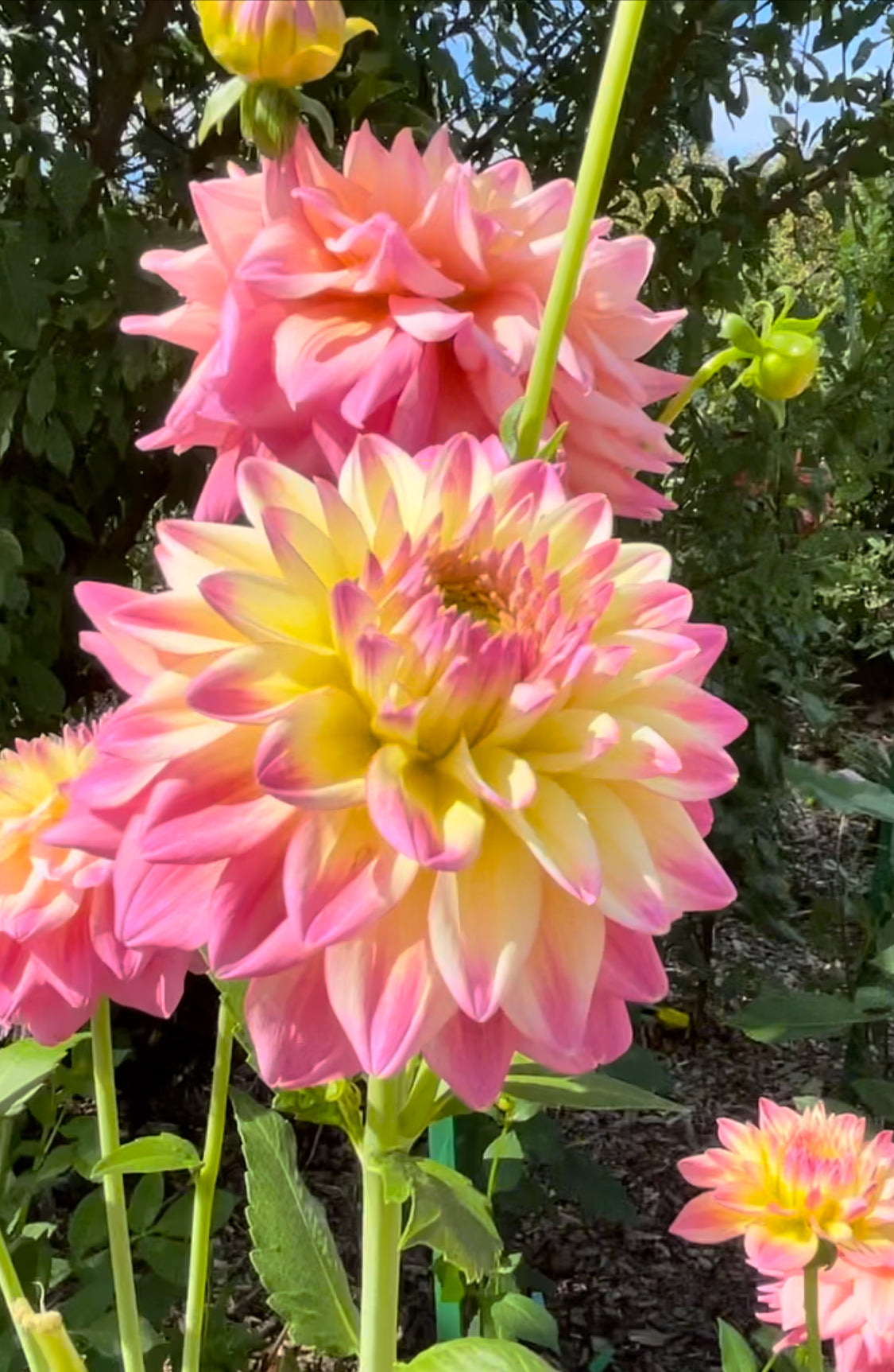 Romantique  Dahlia