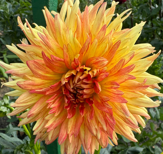 Lovely Anna Dahlia