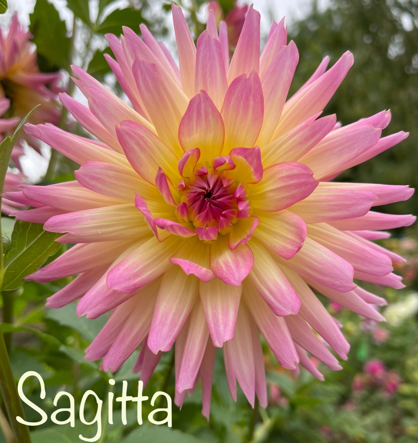 Sagitta Dahlia