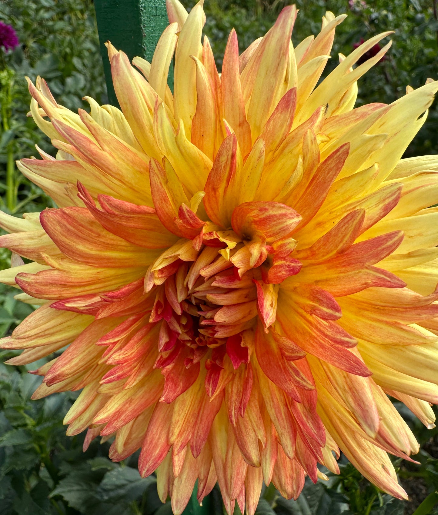 Lovely Anna Dahlia