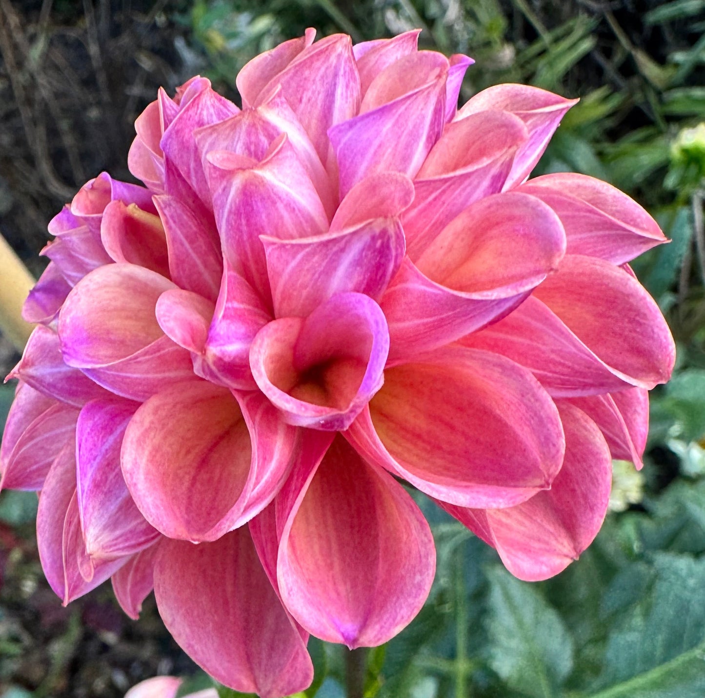 Catlin’s Joy Dahlia
